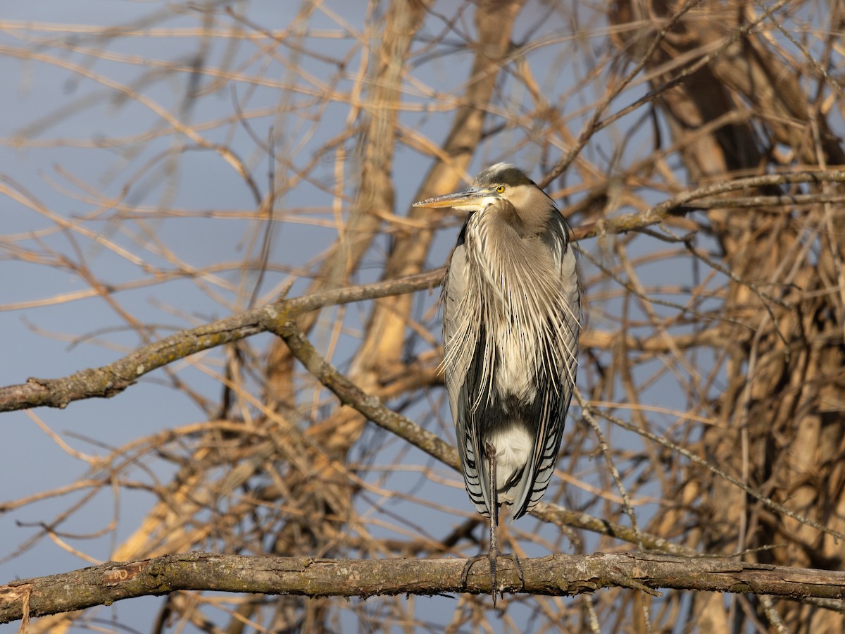 Great Blue Heron - ML612525199