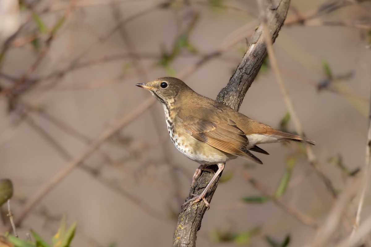 Hermit Thrush - ML612525215