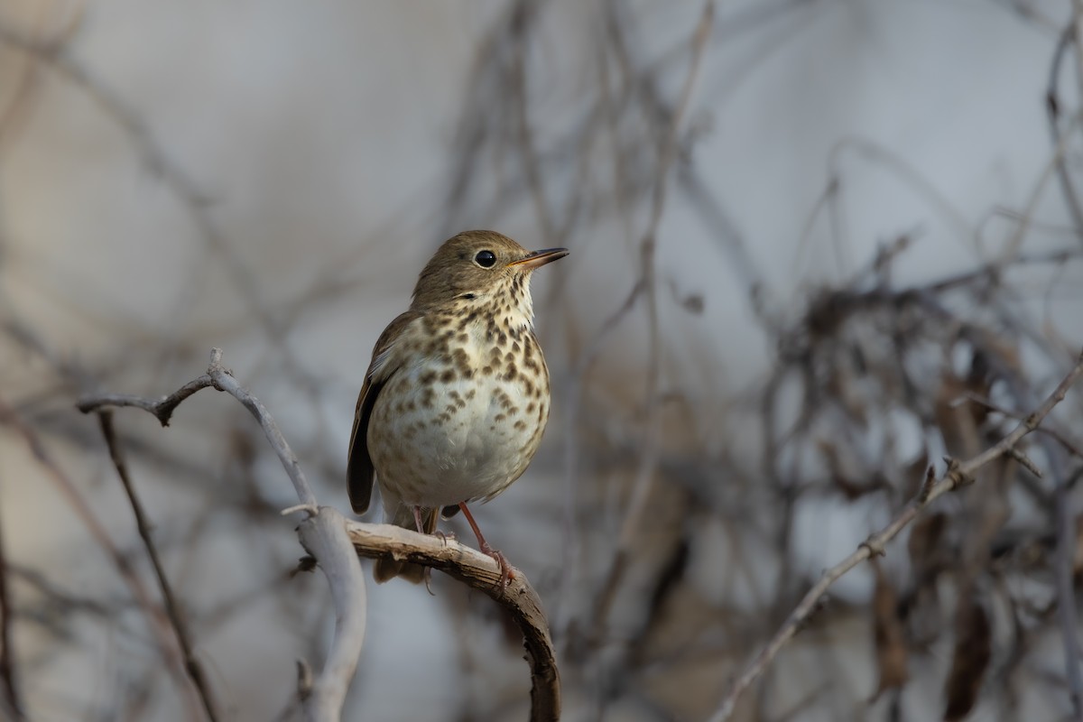 Hermit Thrush - ML612525217