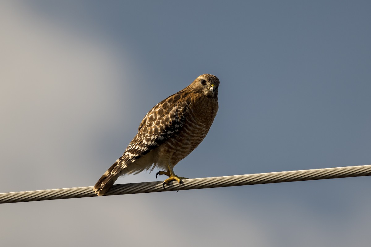 Red-shouldered Hawk - ML612525323