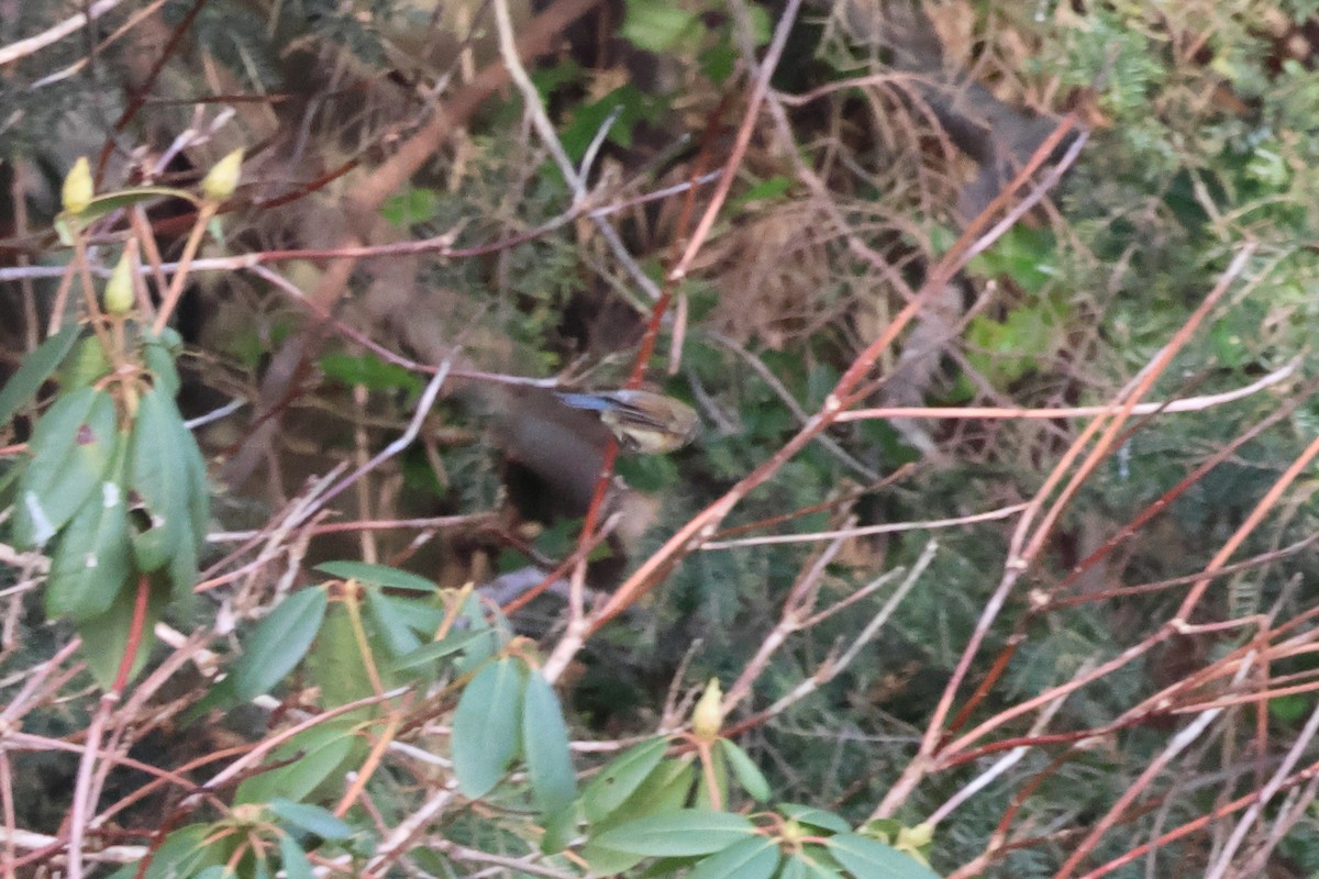 Robin à flancs roux - ML612525402