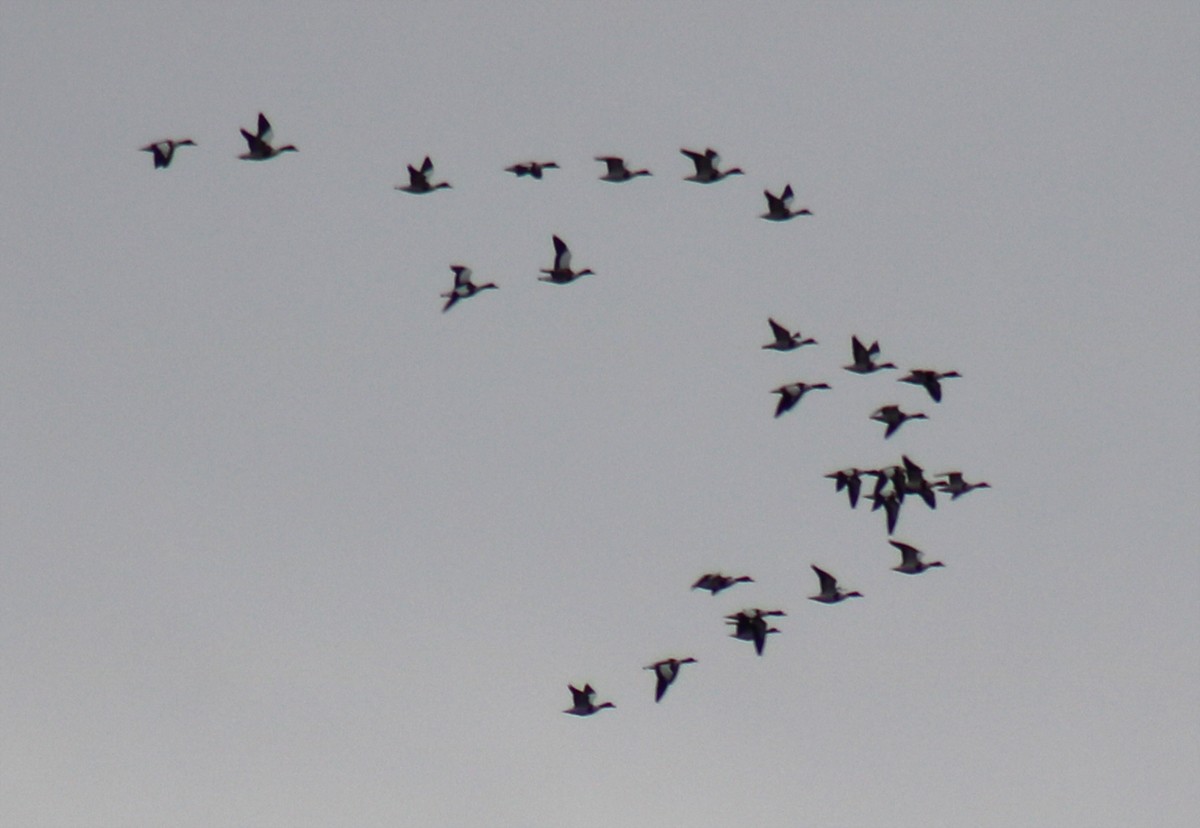 Common Shelduck - ML612525435