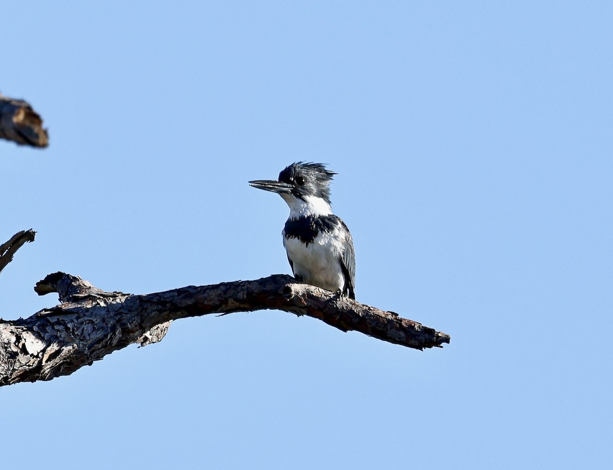 Belted Kingfisher - ML612525468