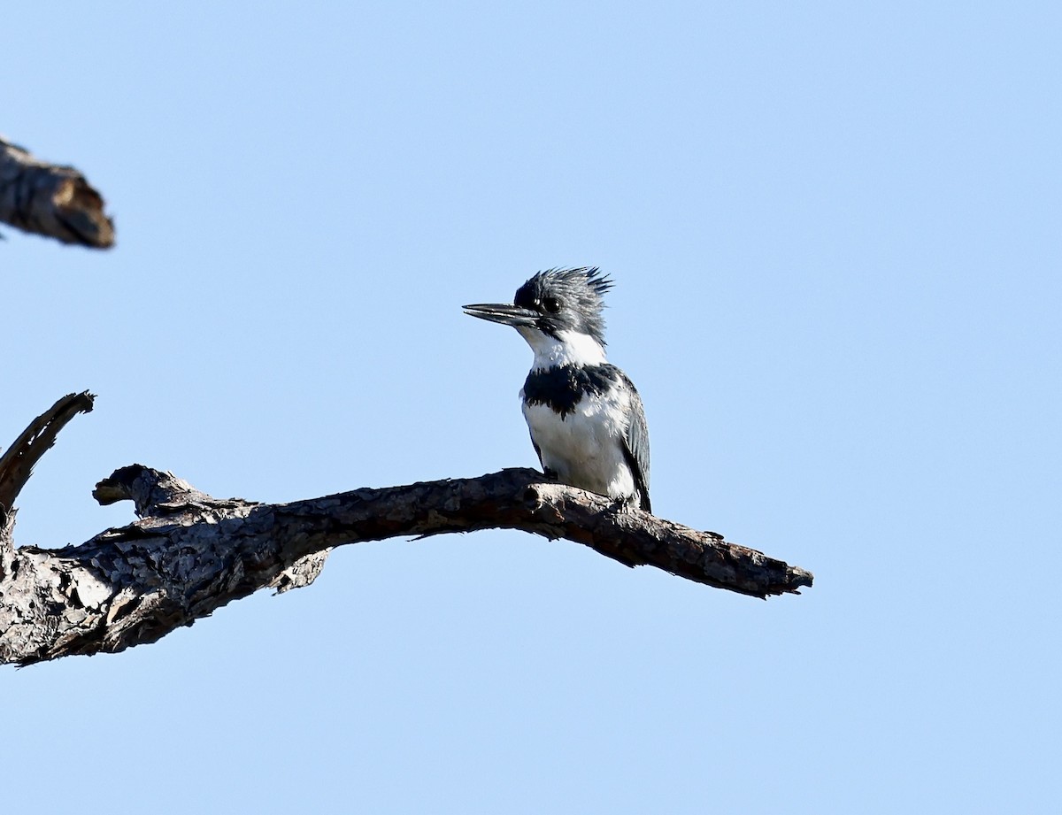 Belted Kingfisher - ML612525469