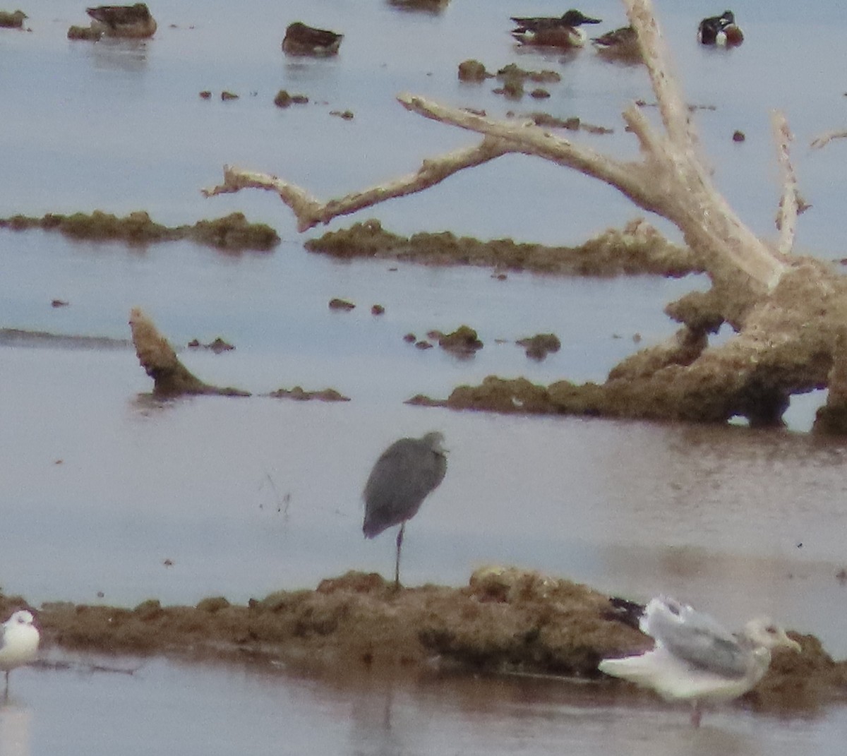 Reddish Egret - Paul Lehman