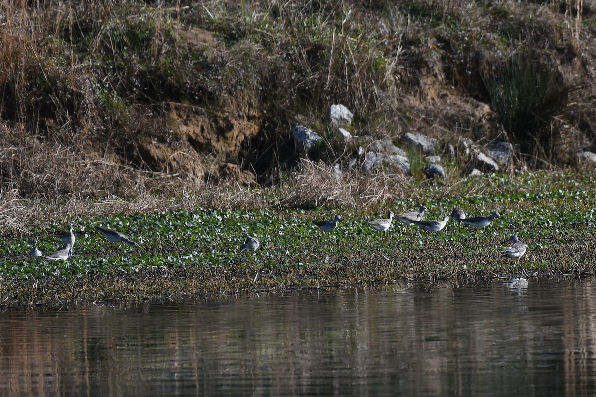 Greater Yellowlegs - Dave Joyce