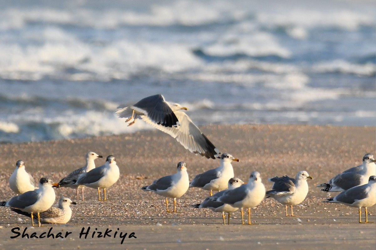Lesser Black-backed Gull (Steppe) - Shachar Hizkiya
