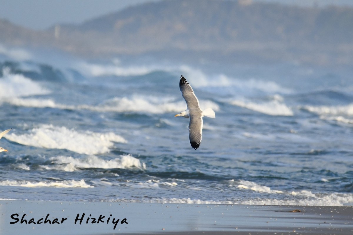 Lesser Black-backed Gull (Steppe) - ML612525524