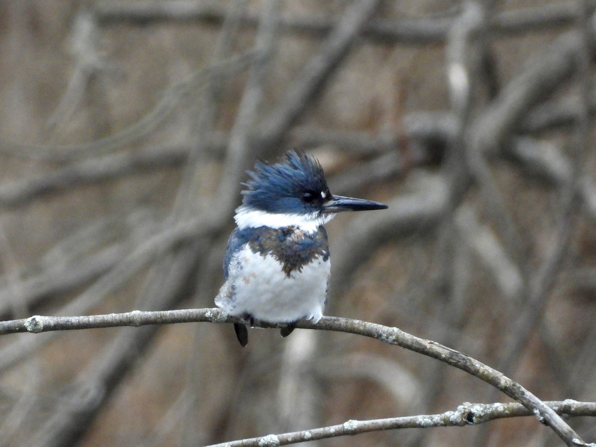 Belted Kingfisher - Pat Hare