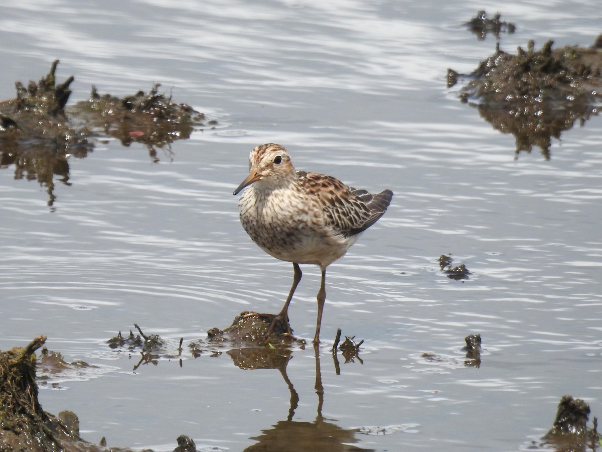 jespák skvrnitý - ML612525615