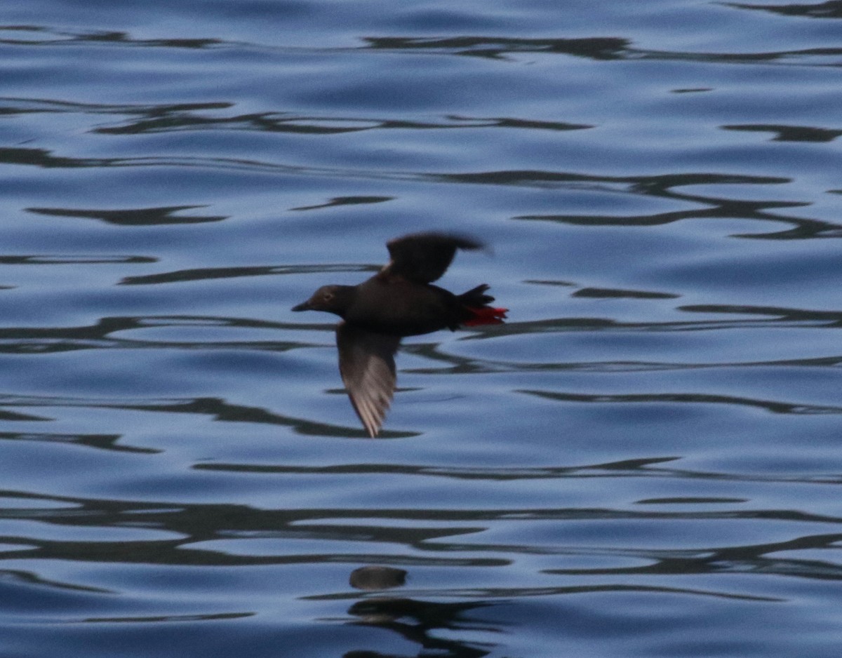 Pigeon Guillemot - ML612525635