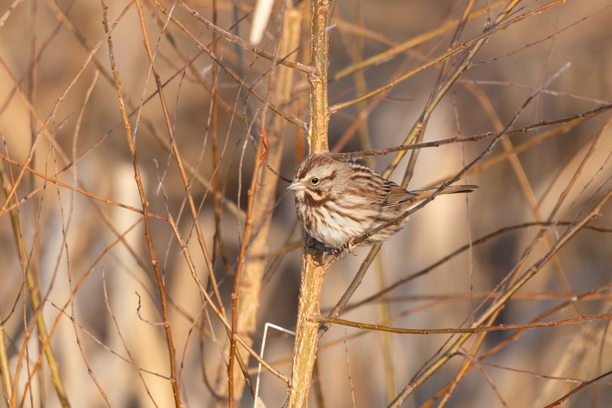 Song Sparrow - ML612525674