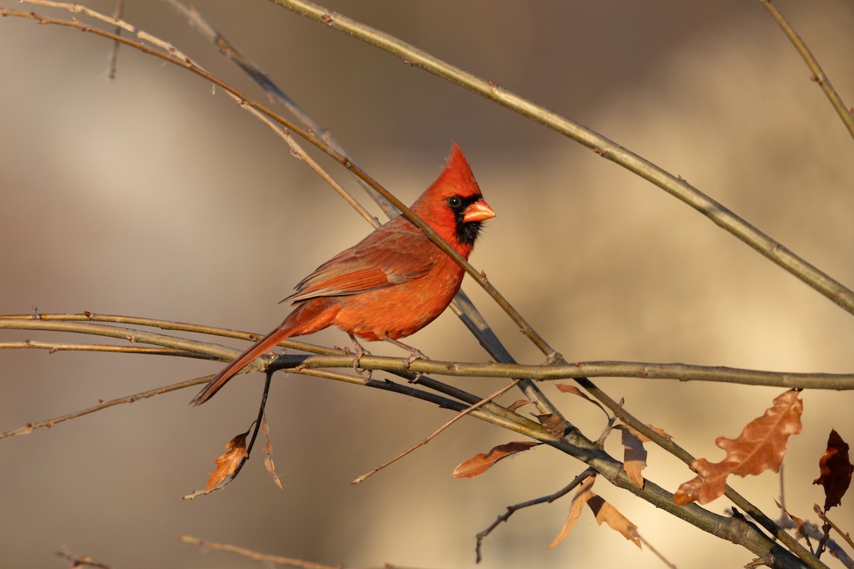 Cardinal rouge - ML612525688