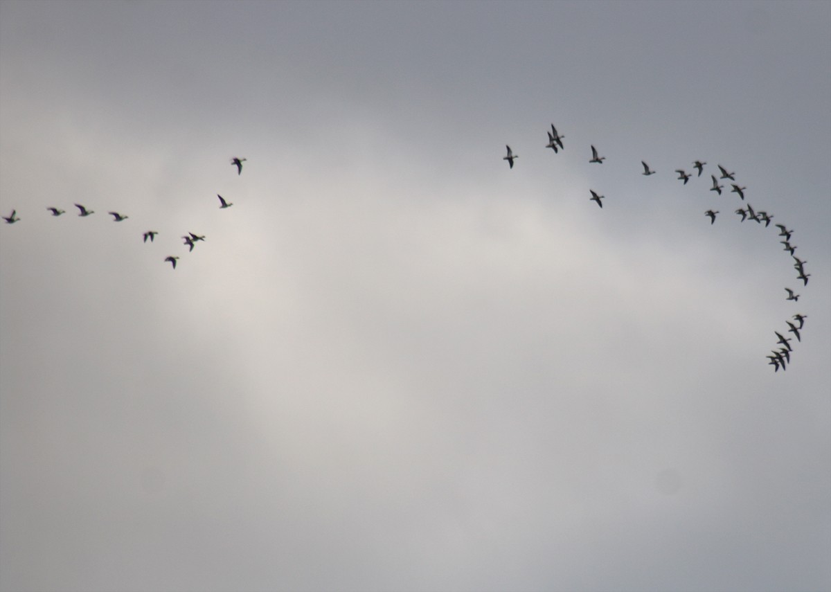 Common Shelduck - ML612525695