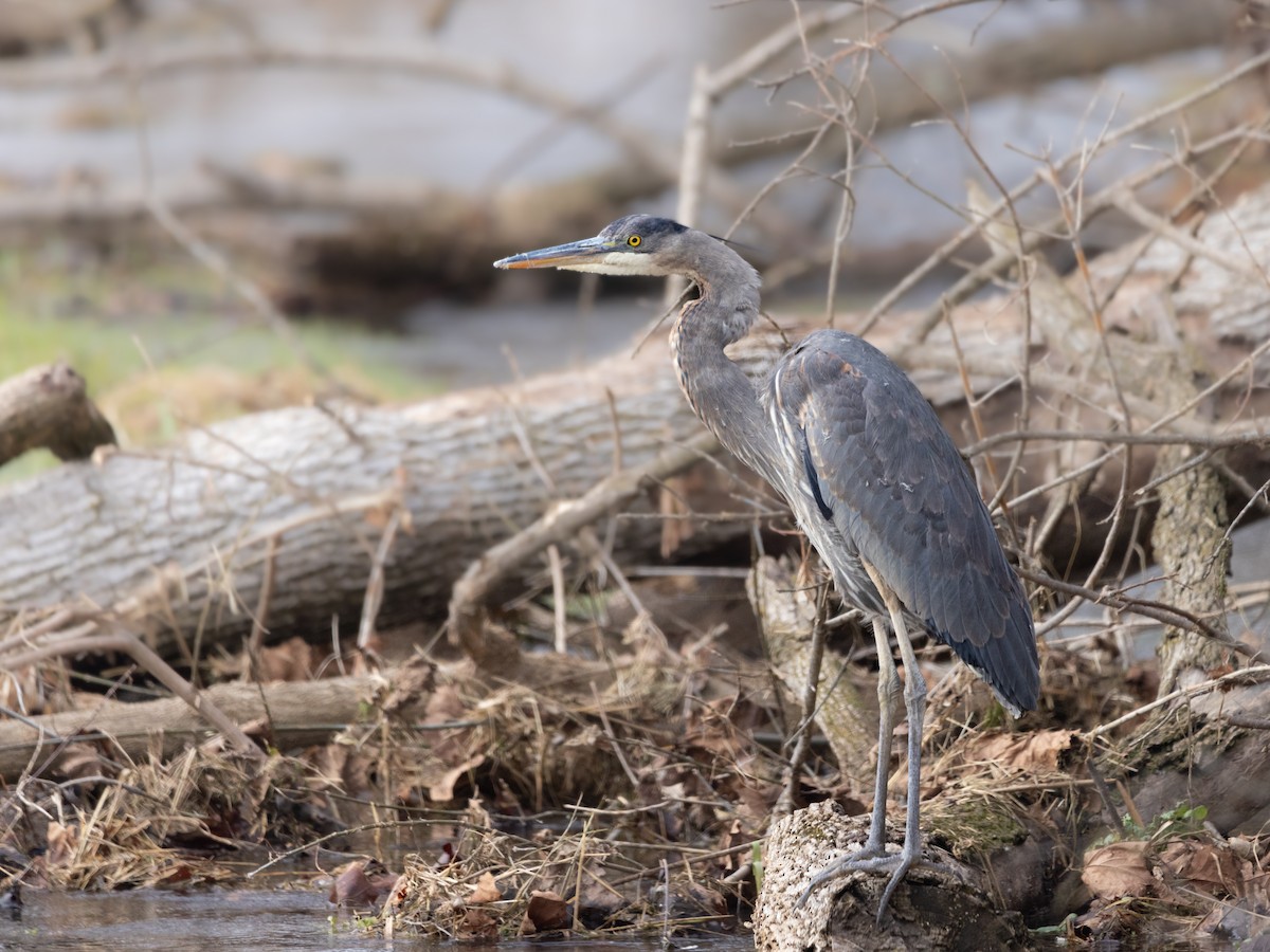 Great Blue Heron - ML612525743