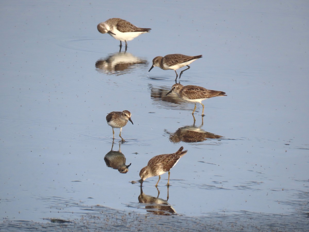 Least Sandpiper - ML612525758