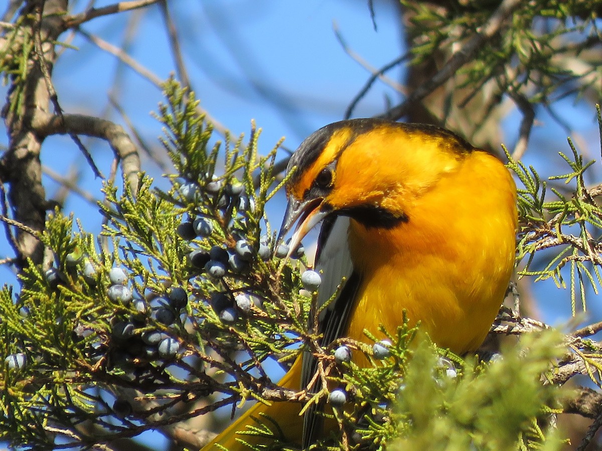 Bullock's Oriole - ML612525845