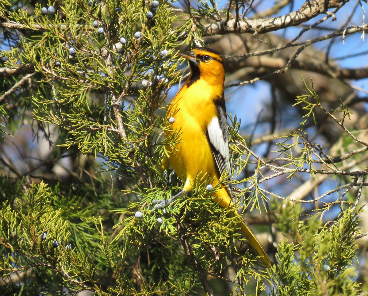 Bullock's Oriole - ML612525846