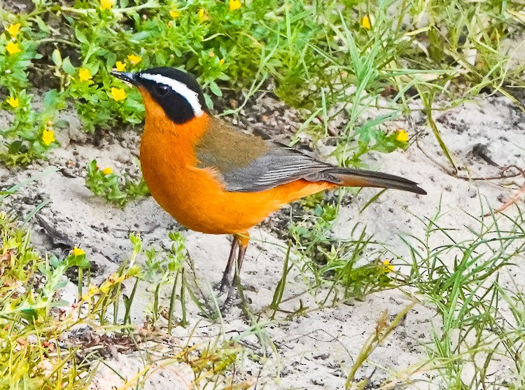 White-browed Robin-Chat - Arden Anderson