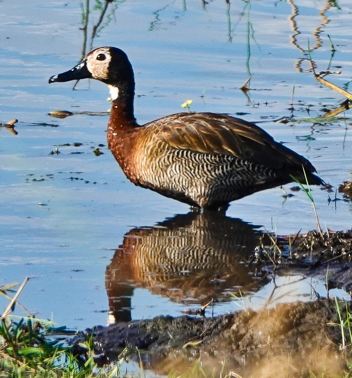 White-faced Whistling-Duck - ML612525912