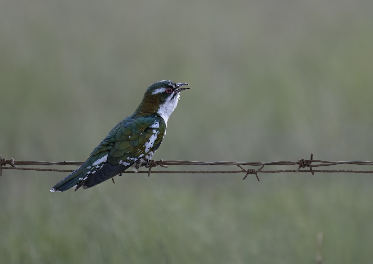 Dideric Cuckoo - Simon Mitchell