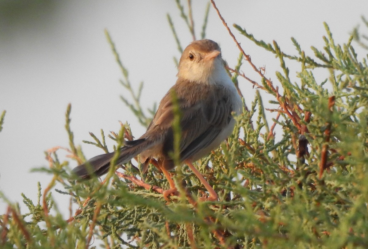 Delicate Prinia - Uma Pandiyan