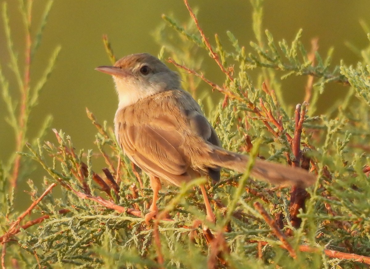 Delicate Prinia - Uma Pandiyan