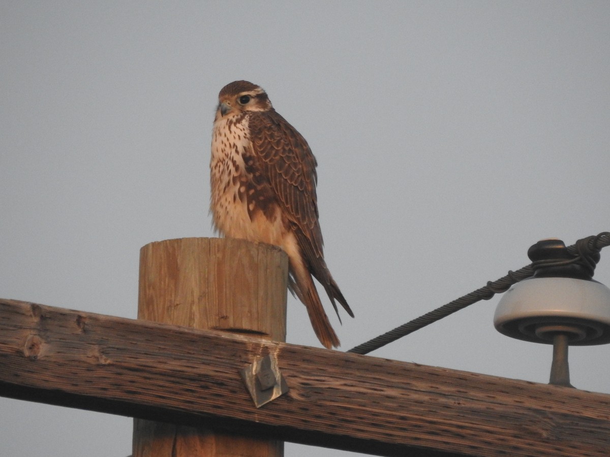 Prairie Falcon - ML612526044