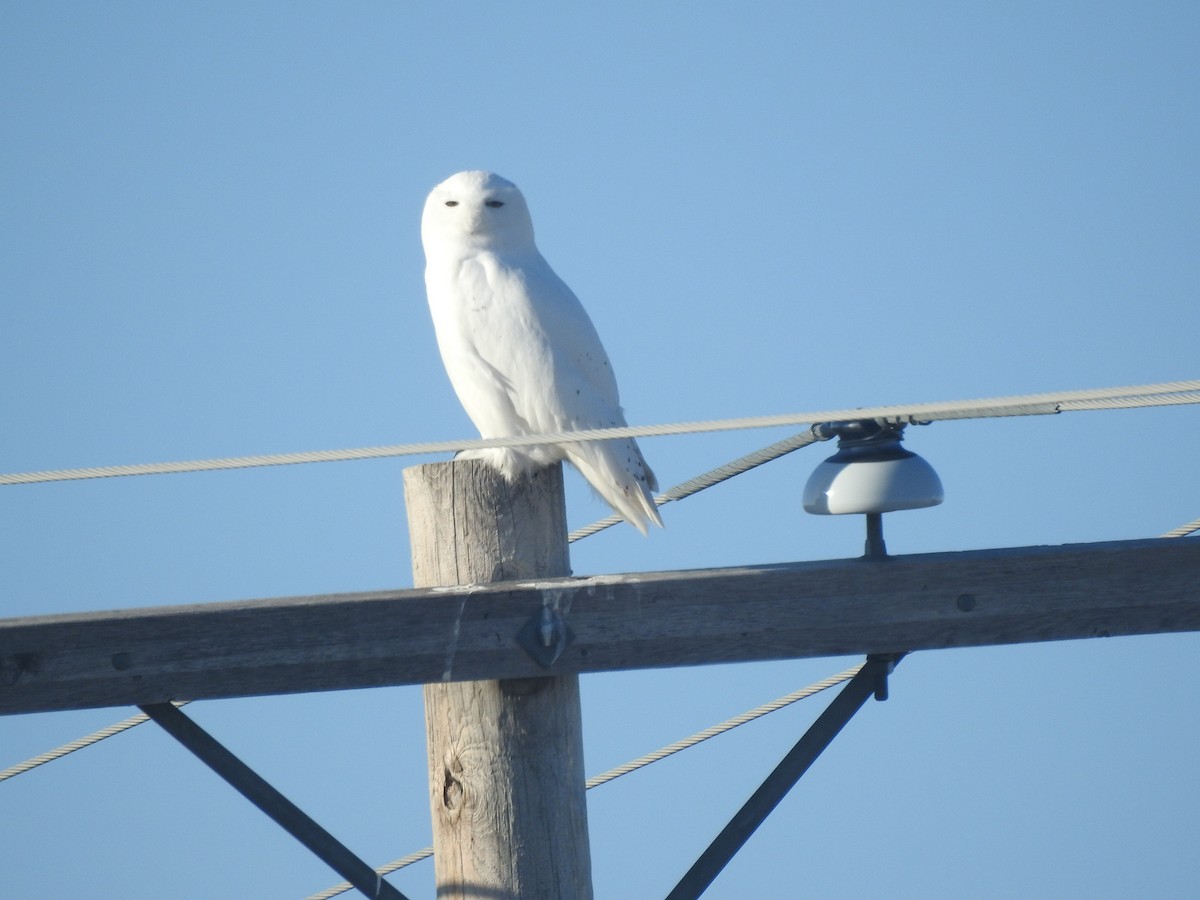 Snowy Owl - ML612526102