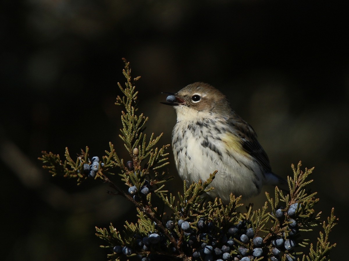 Пісняр-лісовик жовтогузий (підвид coronata) - ML612526109