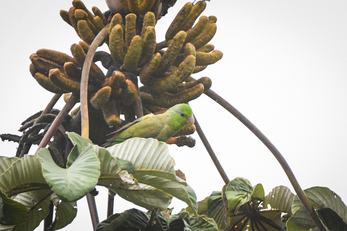 Pacific Parrotlet - ML612526168