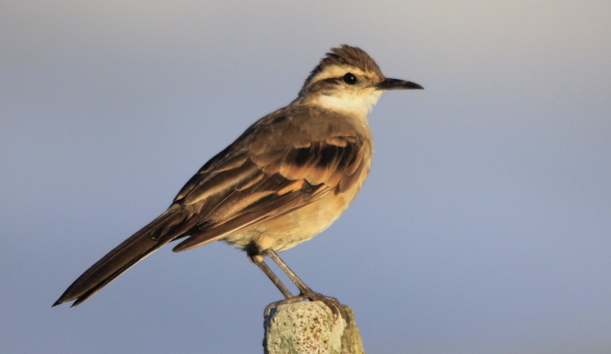 Long-tailed Cinclodes - Roberto Botelho