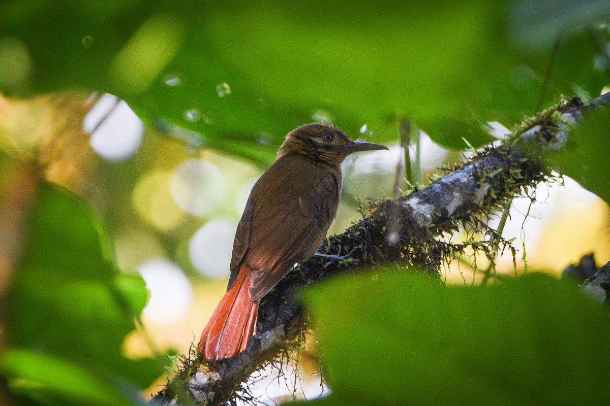 Plain-brown Woodcreeper - ML612526268