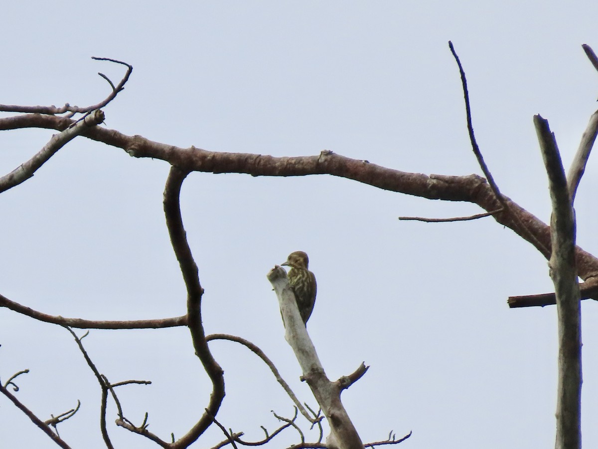 Melancholy Woodpecker - ML612526270