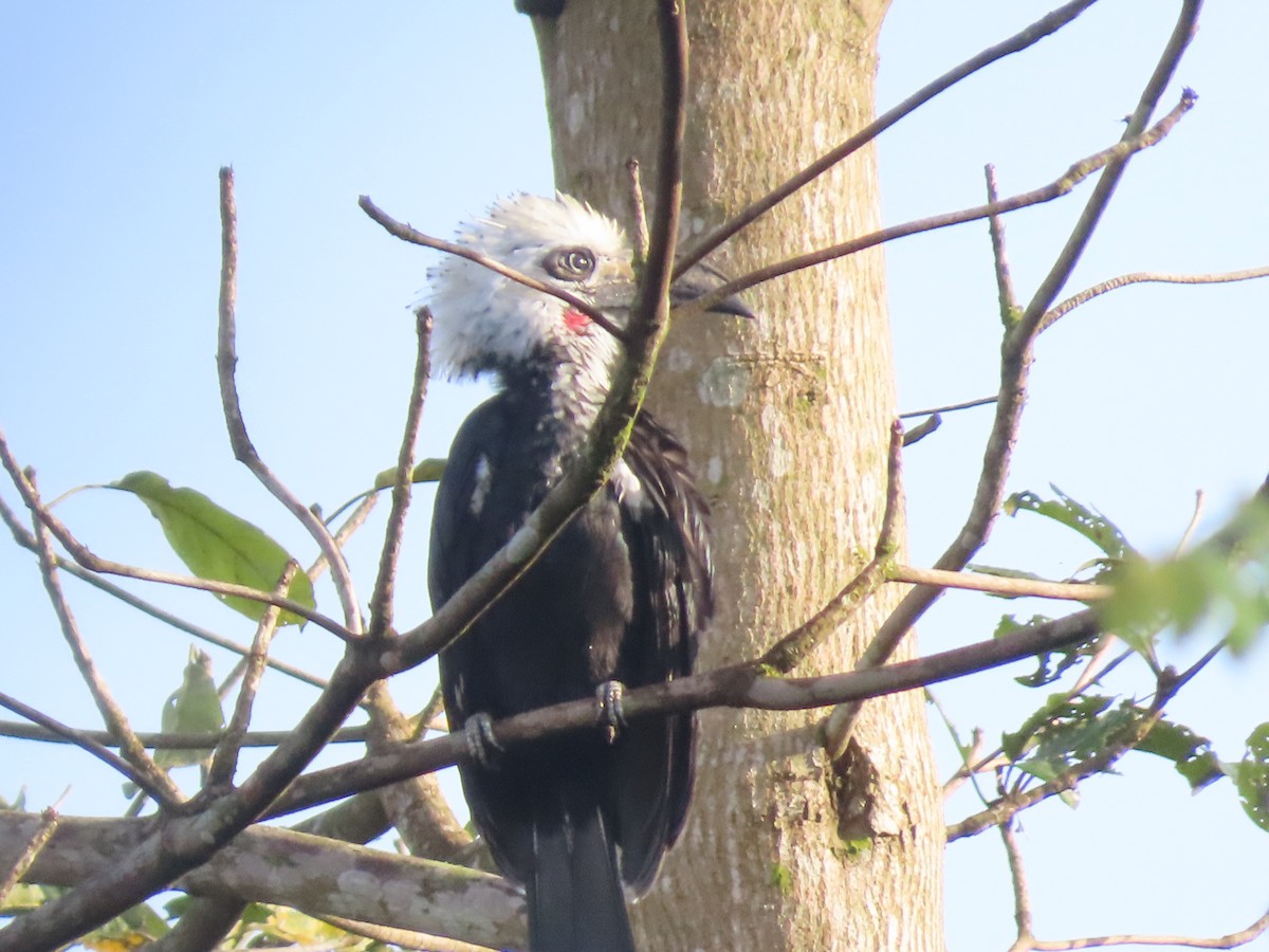 Western Long-tailed Hornbill - ML612526311