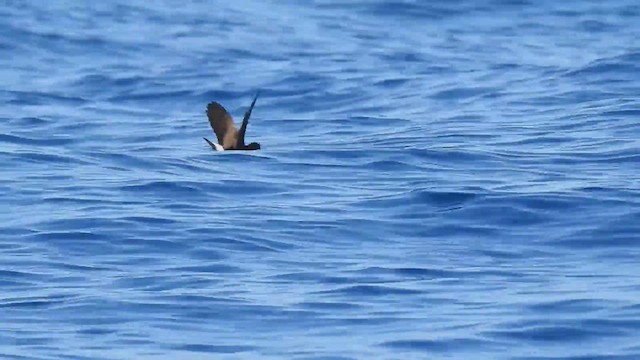 Wedge-rumped Storm-Petrel - ML612526334