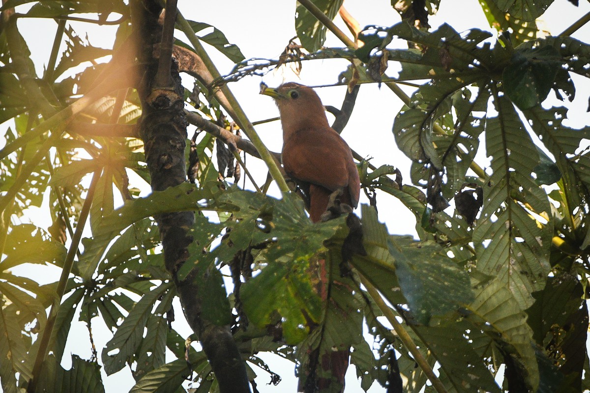 Squirrel Cuckoo (nigricrissa) - ML612526357