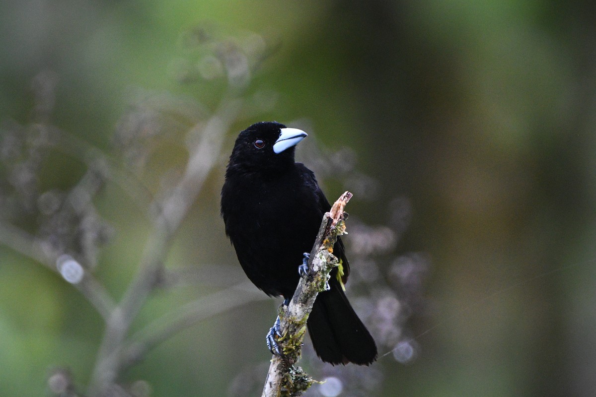 Flame-rumped Tanager (Lemon-rumped) - ML612526367