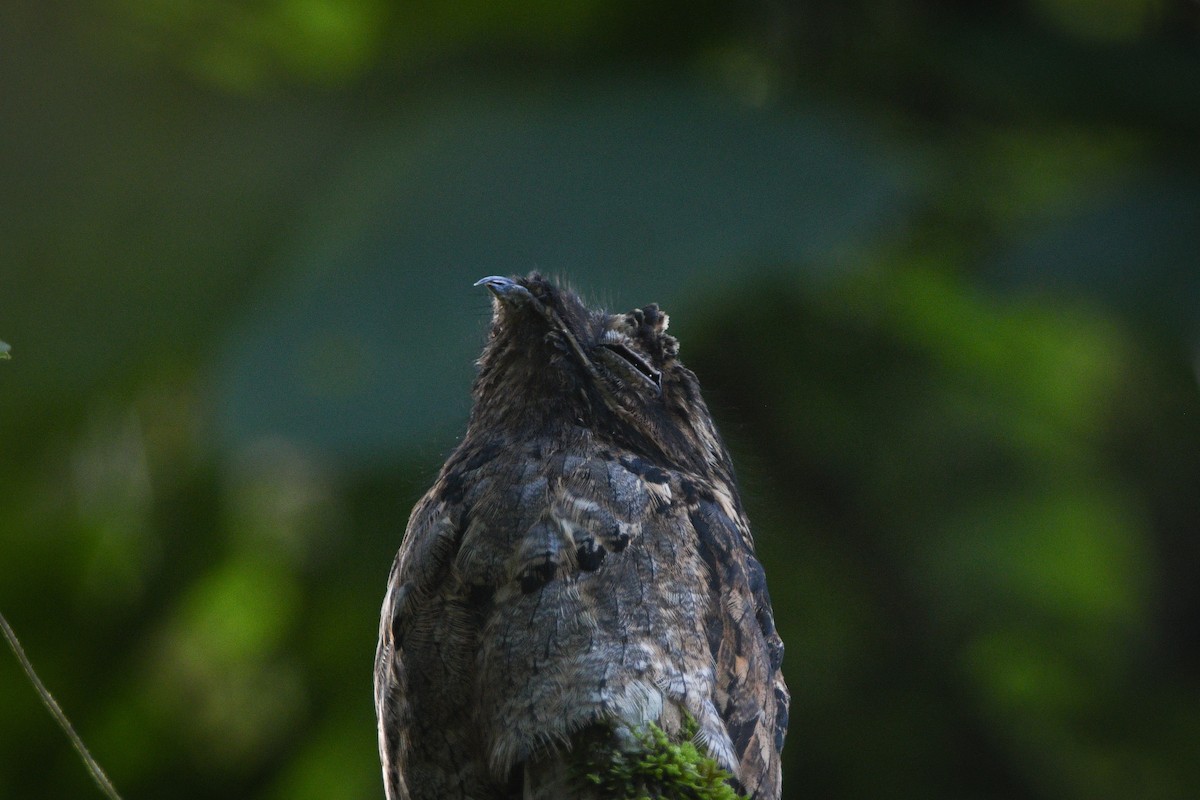 Common Potoo - ML612526380