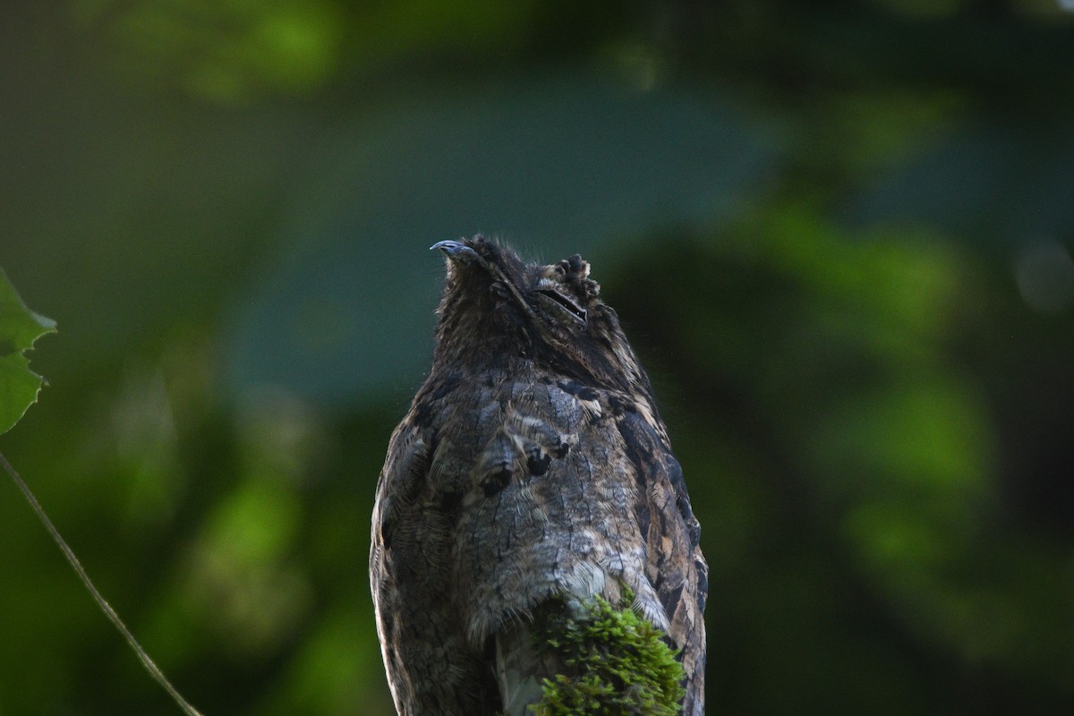 Common Potoo - ML612526381