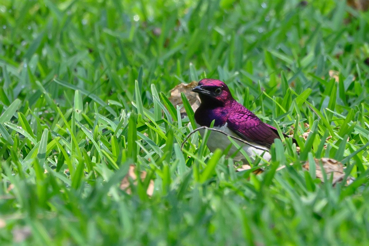 Violet-backed Starling - ML612526459