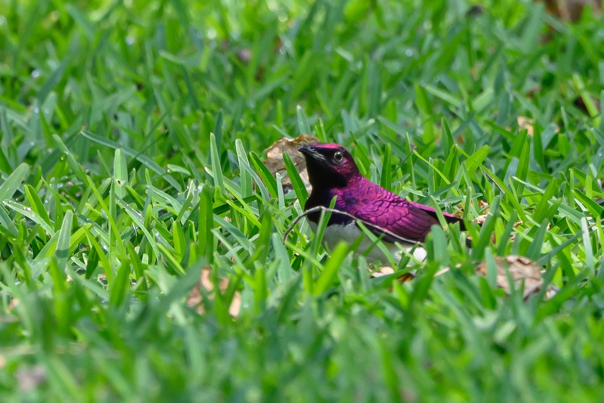 Violet-backed Starling - ML612526460