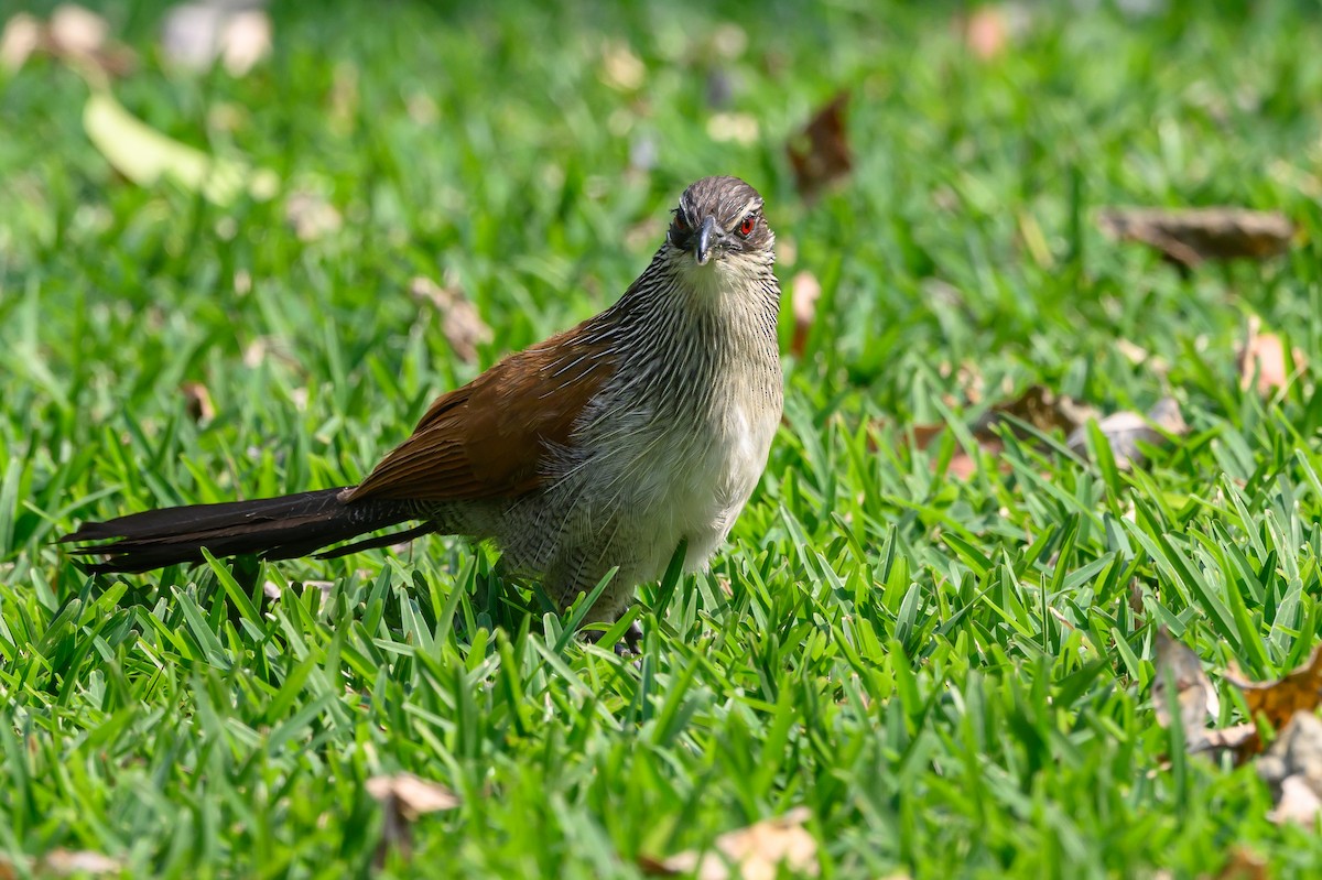 White-browed Coucal - ML612526482