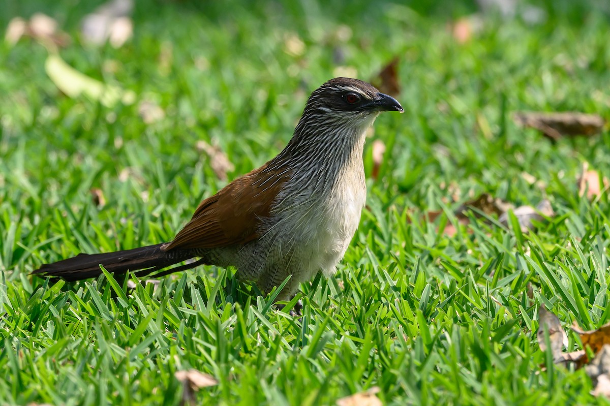 White-browed Coucal - ML612526485