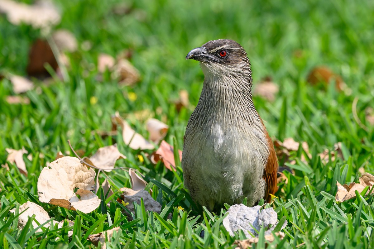 White-browed Coucal - ML612526494
