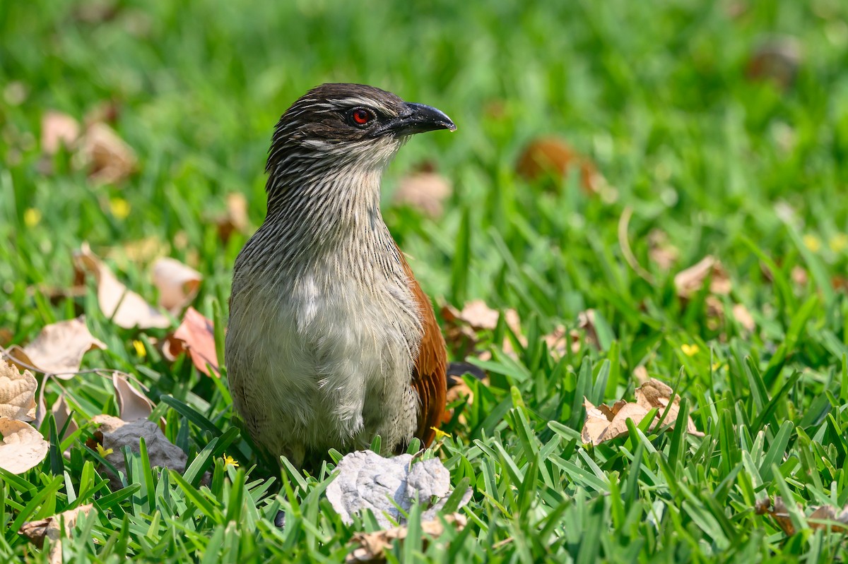 White-browed Coucal - ML612526499
