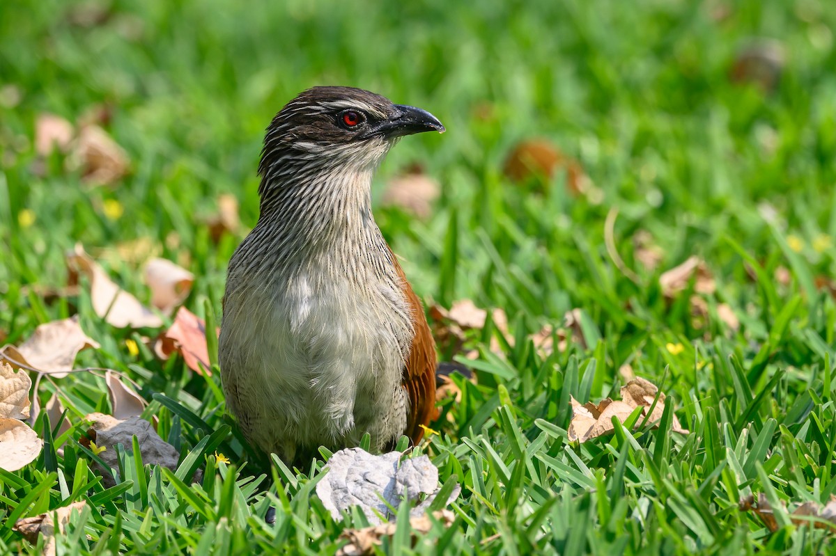 White-browed Coucal - ML612526500