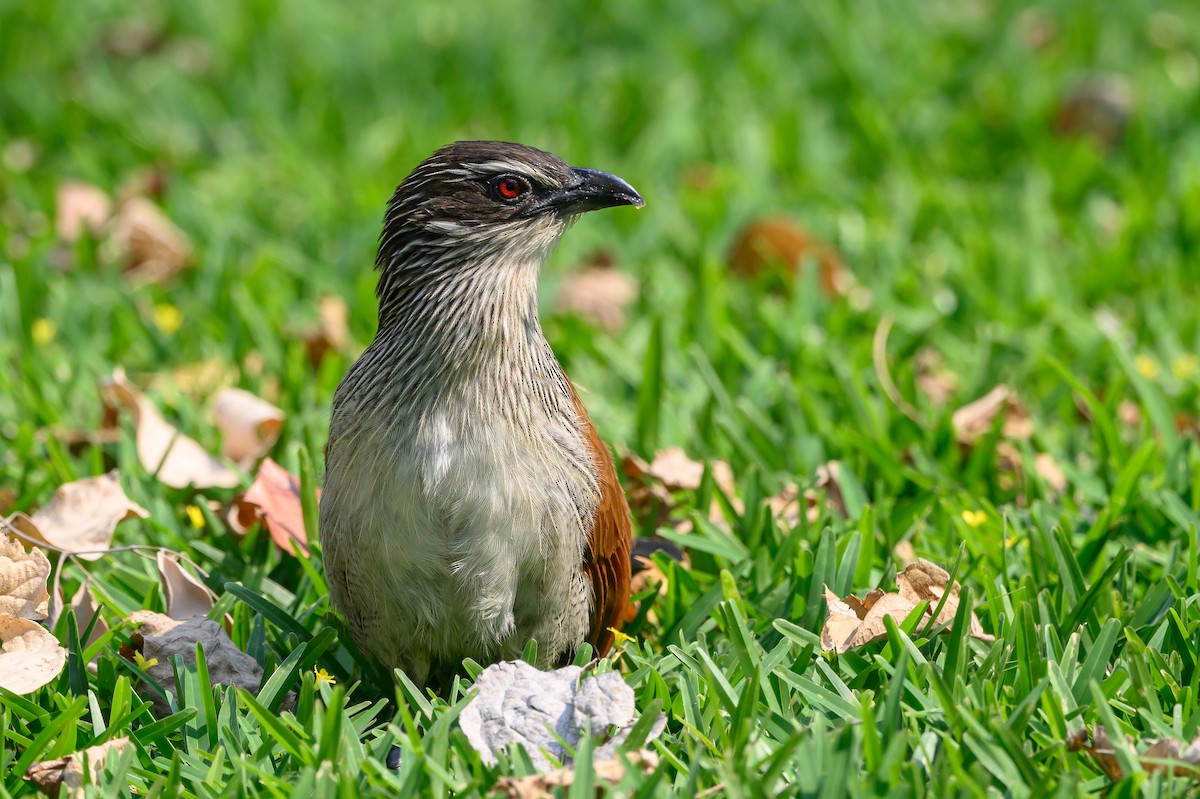 White-browed Coucal - ML612526501