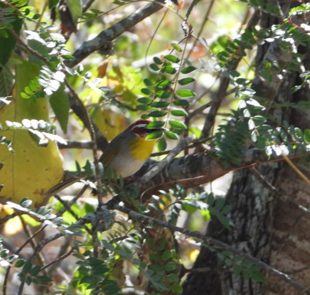 Rufous-capped Warbler - ML612526512