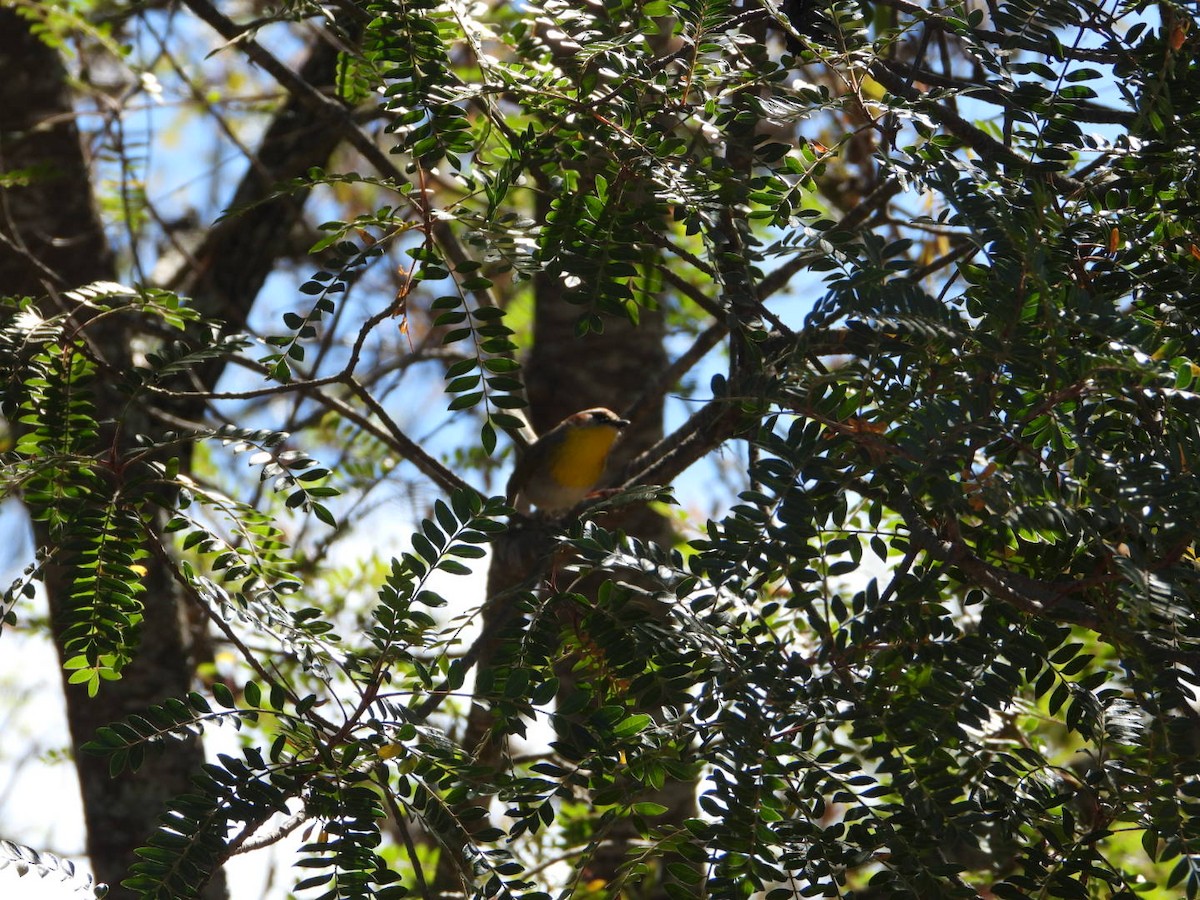 Rufous-capped Warbler - ML612526513
